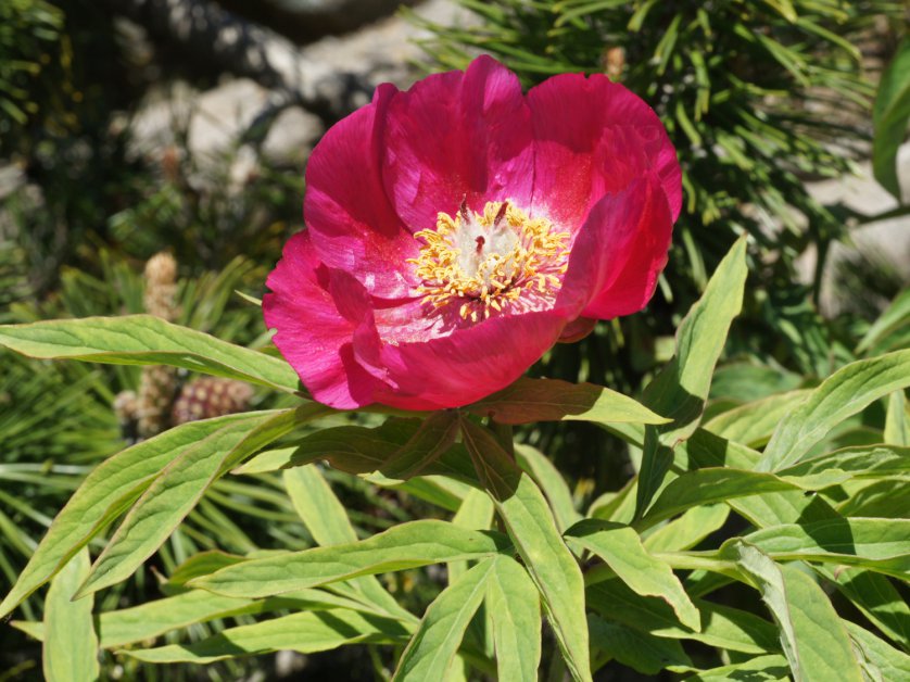 Paeonia officinale