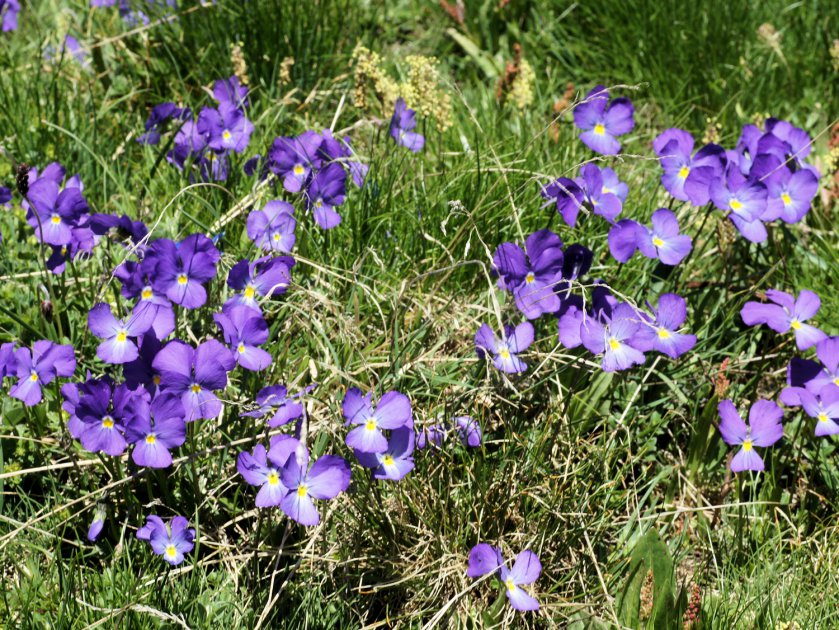 Viola calcarata subsp. calcarata