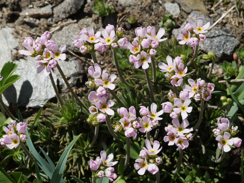 Androsace adfinis subsp.puberola