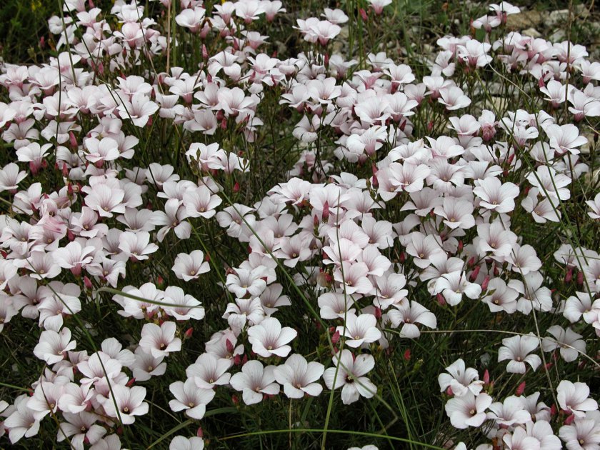 Linum suffruticosum subsp. appressum