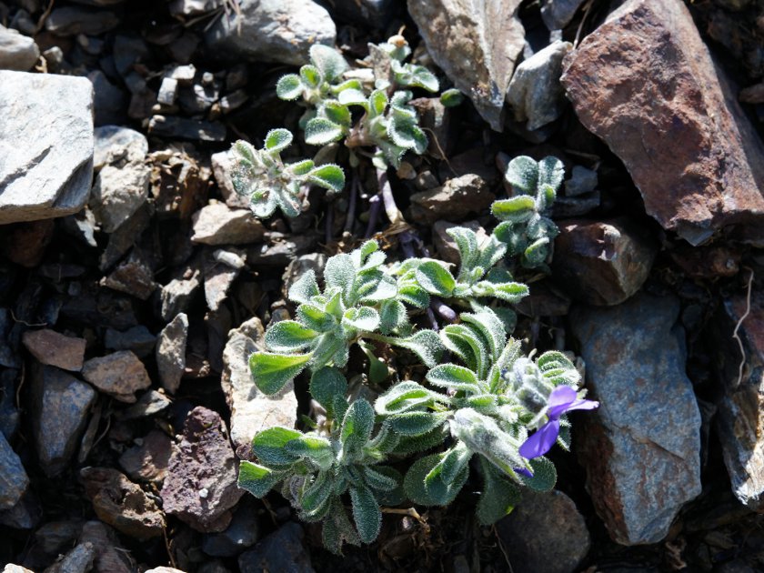 Viola diversifolia